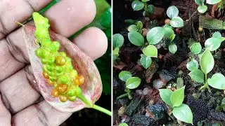 Anthurium plant care how to plant anthurium seeds #learngardening