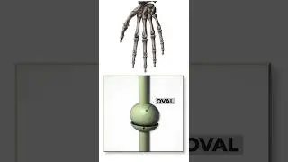 Types of synovial joints: Joint anatomy and types #anatomybasics  #jointsandbones  #3danatomy