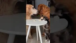 Sneaky Cat Steals Treat From Patient Dogs