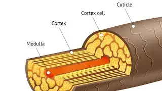 The Structure of Hair | Learn What Hair Is Made From | Barber Lesson 105