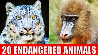 ENDANGERED ANIMALS | Learn Animal Species in Danger of Extinction