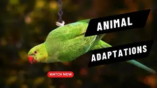 Animal Physical Adaptations. How animals change and survive.