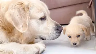 Golden Retriever Meets a Puppy like himself