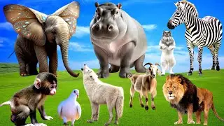 Funny Animal Sounds in 30 Minutes: Flamingo, Elephant, Panda, Fox, Rabbit - Animal videos