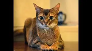 Супер-Кошки.Абиссинская кошка .