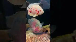 1 Minute of Beautiful Cichlids! #shorts #aquarium  #fish