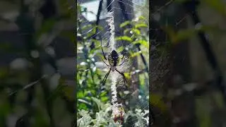 #TriggerWarning! A beautiful orb-weaver #spider was spotted in the #garden 🌿✨ #gardenfriends #ecos