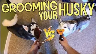 STOP Your Siberian Husky From SHEDDING! (Shedding Solution) - Is The Furminator Worth Your Money?