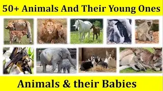 Animals and their Young Ones Name | Animals & their Babies Name | Baby Animals Names