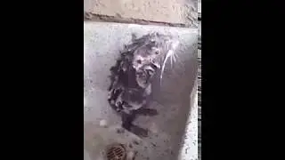 Rat Takes A Bath !!! Amazing !!!