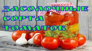 Засолочные сорта томатов открытого грунта/Консервные томаты