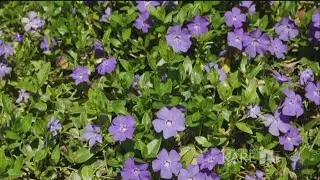 Grow with KARE: Tips for shady spots