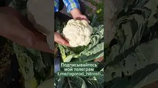 Первая цветная капуста. #мульчирование #огород