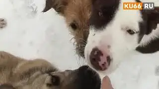 Соседи кормят брошенных собак из передержки