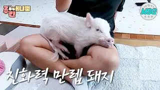 처음보는 PD~ 무릎에 찰싹! 친화력 만렙 돼지 복남이! #주간애니멀 #MSG #생방송오늘저녁MBC 200511방송