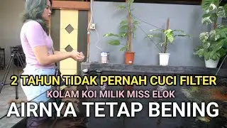 2 TAHUN TIDAK PERNAH CUCI FILTER | KOLAM KOI MILIK MIS ELOK | AIRNYA TETAP BENING