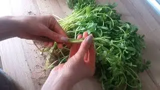 Edible and very useful weed! Light, tasty purslane salad. Turkish recipes