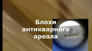 Фальшивый антиквариат. 2 серия. Блохи антикварного ареала.