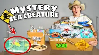 $100 vs $500 SEA CREATURE Mystery FISH Box For My SALTWATER PONDS and AQUARIUMS! (shopping spree)