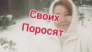 ОТКОРМ СВИНЕЙ. РАЦИОН КОРМЛЕНИЯ. ДЛЯ МНОГИХ ШОК.