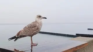 Кенгавиль на выезде. Светлогорская слякоть🌧🎼🎷