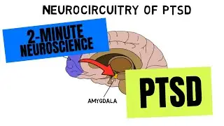 2-Minute Neuroscience: PTSD