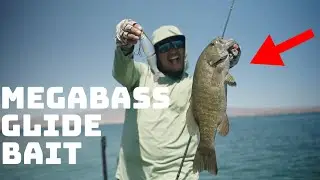 This Megabass Glide Bait Is Perfect For Tournament Anglers!