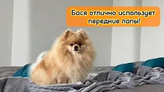 Бася отлично использует передние лапы!