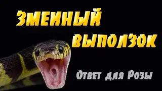 Выползок змеи. Ответ на комментарий