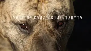 PRESA CANARIO: THE CATCH DOG FROM THE CANARY ISLANDS