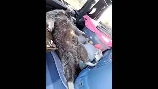 Хочу себе такого енота