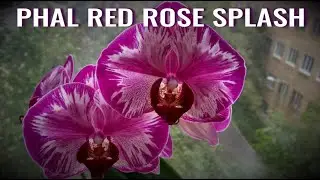 RED ROSE SPLASH PHAL/Фаленопсис LEIGONG - СОРТ с ПРОБЛЕМОЙ ВНУТРИ. Описание. БОЛЕЗНИ ФАЛЕНОПСИСОВ!!!