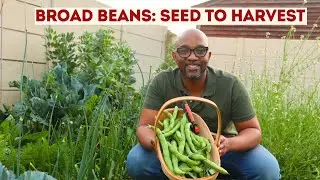 How to Grow Broad Beans: Seed to Harvest (Southern Hemisphere Guide)