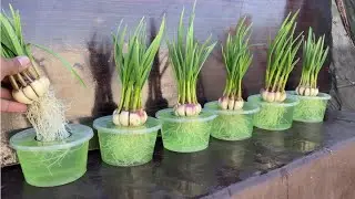 How to grow garlic in plastic boxes with water for many bulbs and large leaves