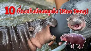 10 เรื่องจริงน้องหมูเด้ง (Moo Deng) ฮิปโปแคระ Pygmy hippopotamus