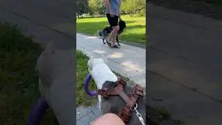 Без поводка и намордника 