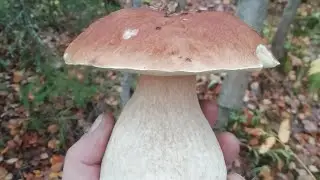 Гуся нет. Охота тихая.