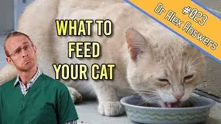 What is The Best Type of Diet for Your Cat (to keep them healthy) - Cat Health Vet Advice