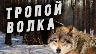 Таежные будни старого егеря и дикого волка Валдая. Часть1. " Тропой волка"