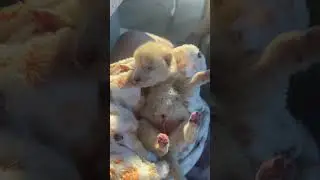 Маленький львенок 😍 малыш Воли и Акулы.