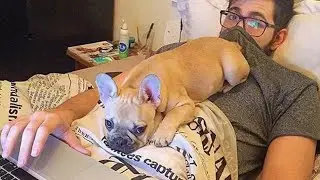 Funny Videos Of French Bulldogs can make us Laugh All The Time