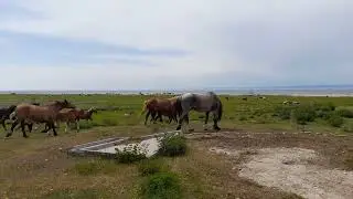 Посольское. Посольский Спасо-Преображенский монастырь (25.06.2023)(2).