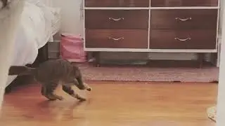 Silly Kitten Spins Rapidly And Tries To Catch Own Tail