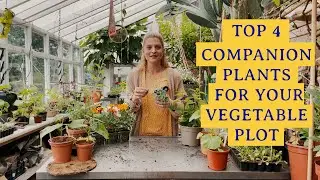 Top 4 Companion Plants for Your Vegetable Plot