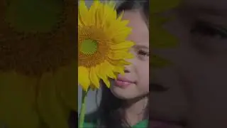 MV Gala Bunga Matahari sebentar lagi 🌻