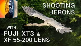 Shooting Herons With a Fuji XT3 & XF55 200mm Lens