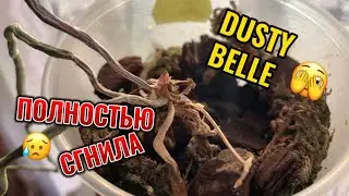 -1 ОРХИДЕЯ. DUSTY BELLE