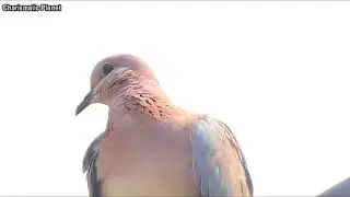 Watch 8 Mins Laughing Dove perching on the wire