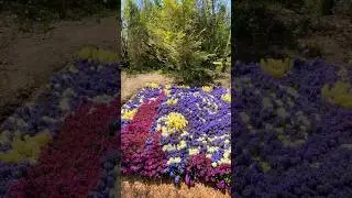 Amazing Garden Design | Mackinac Island! Starry Night Flower Garden #mackinacisland #gardendesign