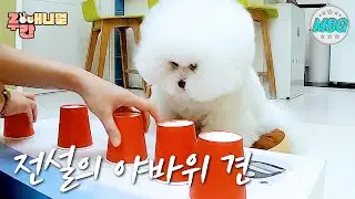 눈은 손보다 빠르다?! 전설의 야바위견! 천재견 토토 #주간애니멀 #MSG #생방송 오늘 저녁 MBC  20190919방송